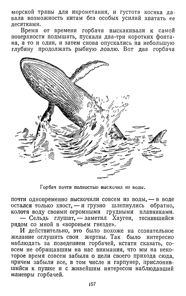 КулЛиб. Борис Александрович Зенкович - Вокруг света за китами. Страница № 168
