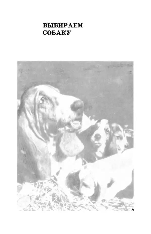 КулЛиб. Рита Ароновна Хасанова - Декоративное собаководство (Необычное и обычное о собаках). Страница № 22