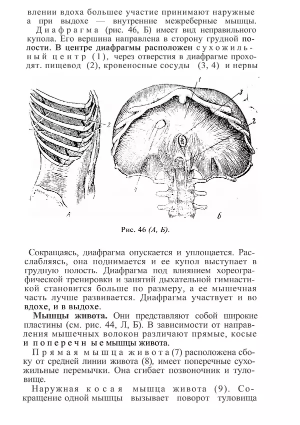 КулЛиб. М. С. Миловзорова - Анатомия и физиология человека. Страница № 115