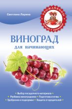 Книга - Светлана  Ларина - Виноград для начинающих (fb2) читать без регистрации