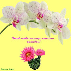 Чтоб тебе кактус вместо орхидеи! (СИ) (fb2)