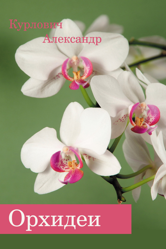 Орхидеи (fb2)