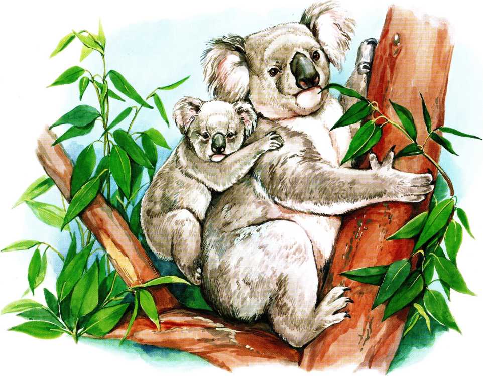Животные Австралии. Сергей Рублев. Иллюстрация 54