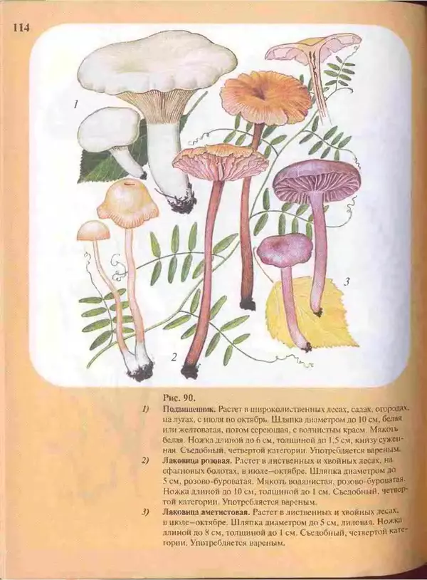 КулЛиб. А. В. Юдин - Большой определитель грибов. Страница № 114
