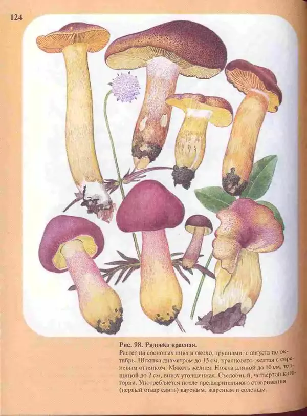 КулЛиб. А. В. Юдин - Большой определитель грибов. Страница № 124