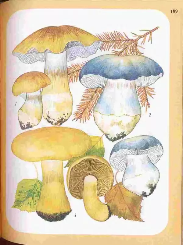 КулЛиб. А. В. Юдин - Большой определитель грибов. Страница № 189
