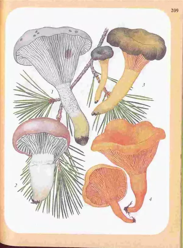 КулЛиб. А. В. Юдин - Большой определитель грибов. Страница № 209