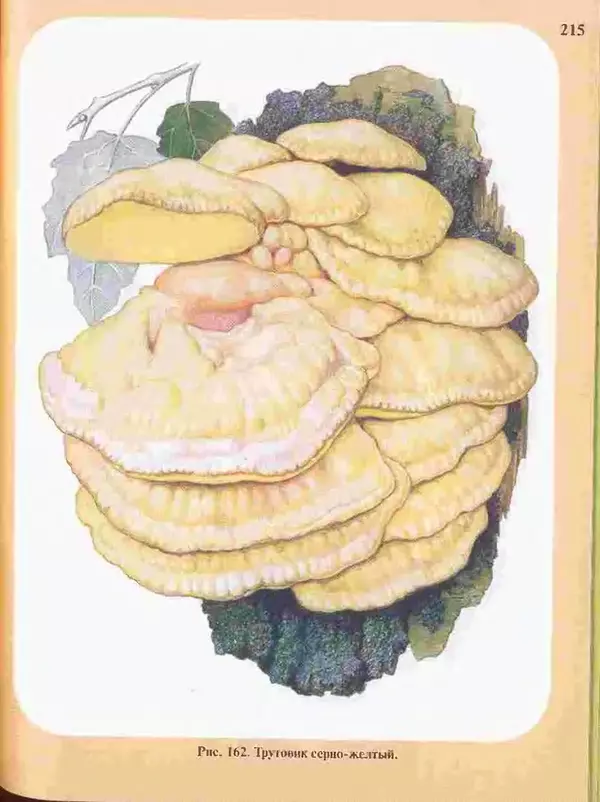 КулЛиб. А. В. Юдин - Большой определитель грибов. Страница № 215