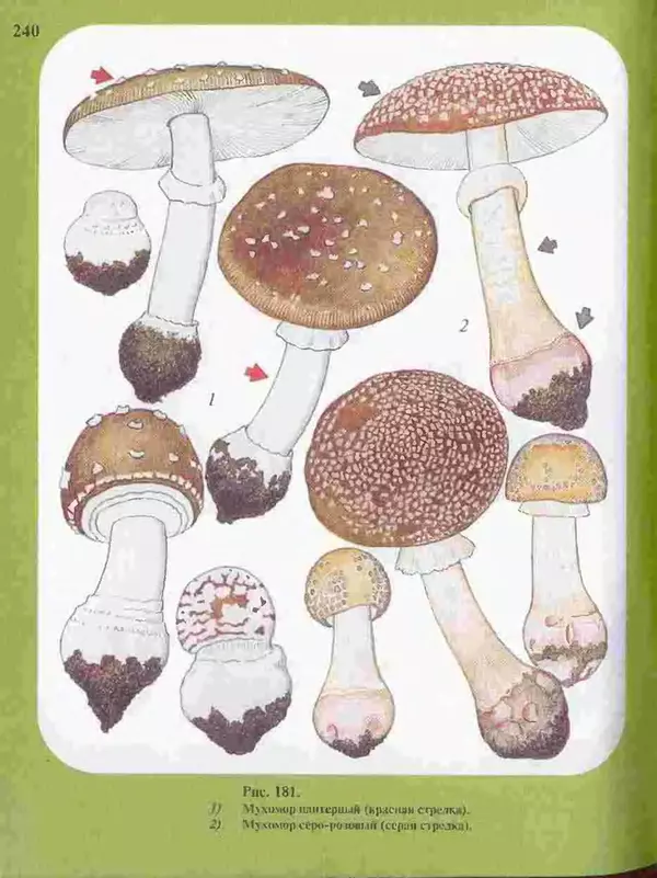 КулЛиб. А. В. Юдин - Большой определитель грибов. Страница № 240