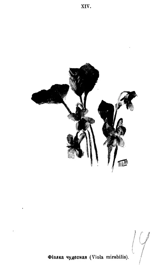 КулЛиб. Дмитрий  Кайгородов - Наши весенние цветы. Страница № 145