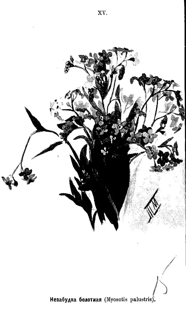 КулЛиб. Дмитрий  Кайгородов - Наши весенние цветы. Страница № 148