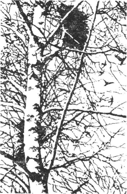Гнездо над крыльцом (fb2)