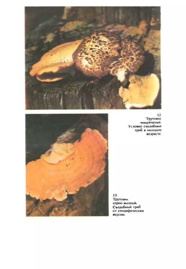 КулЛиб. C. П. Вассер - Съедобные и ядовитые грибы Карпат. Справочник. Страница № 230