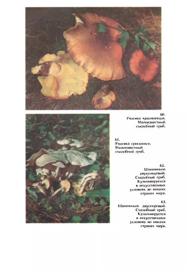 КулЛиб. C. П. Вассер - Съедобные и ядовитые грибы Карпат. Справочник. Страница № 252