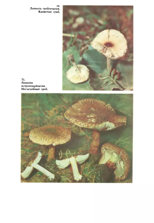 КулЛиб. C. П. Вассер - Съедобные и ядовитые грибы Карпат. Справочник. Страница № 256