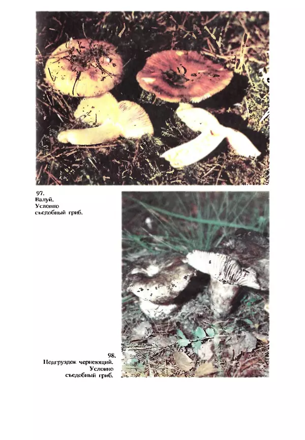 КулЛиб. C. П. Вассер - Съедобные и ядовитые грибы Карпат. Справочник. Страница № 269