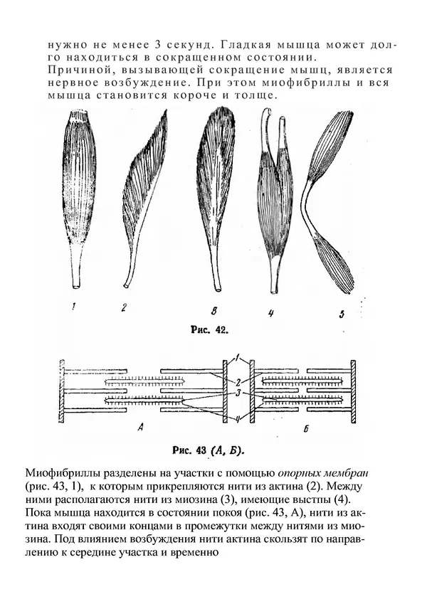 КулЛиб. М. С. Миловзорова - Анатомия и физиология человека. Страница № 106