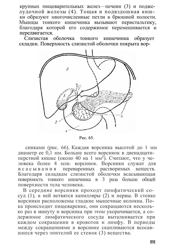КулЛиб. М. С. Миловзорова - Анатомия и физиология человека. Страница № 177