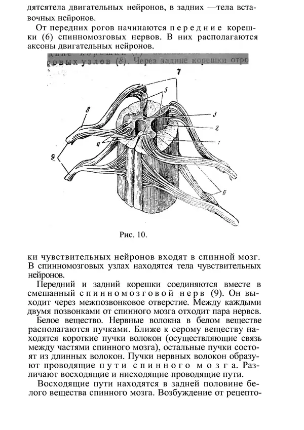 КулЛиб. М. С. Миловзорова - Анатомия и физиология человека. Страница № 30