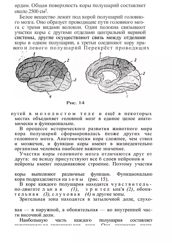 КулЛиб. М. С. Миловзорова - Анатомия и физиология человека. Страница № 37