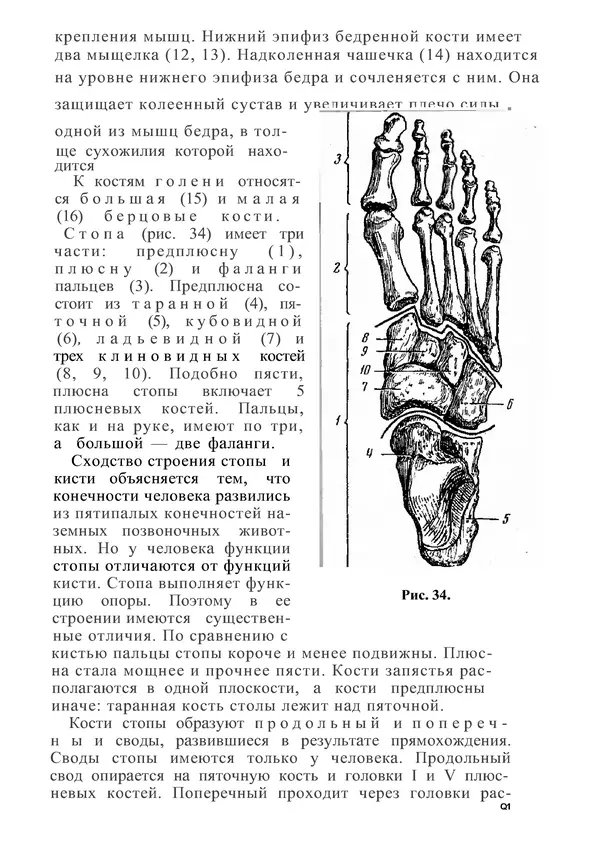 КулЛиб. М. С. Миловзорова - Анатомия и физиология человека. Страница № 93