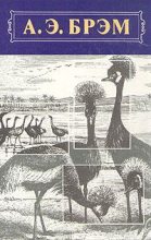 Книга - Альфред Эдмунд Брэм - Жизнь животных, Том II, Птицы (fb2) читать без регистрации