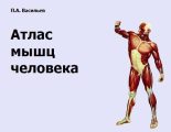 Книга - Павел Александрович Васильев - Атлас мышц человека (fb2) читать без регистрации