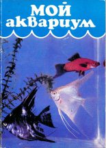 Книга - Н.  Алфимова - Мой аквариум (fb2) читать без регистрации