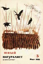 Книга - Журнал  «Юный натуралист» - Юный натуралист 1936 №3 (fb2) читать без регистрации