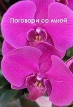 Книга - Виолетта  Елисеева - Поговори со мной (СИ) (fb2) читать без регистрации