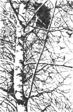 Книга - Леонид Леонидович Семаго - Гнездо над крыльцом (fb2) читать без регистрации